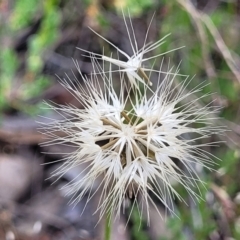 Microseris walteri (Yam Daisy, Murnong) at Mcleods Creek Res (Gundaroo) - 21 Oct 2023 by trevorpreston