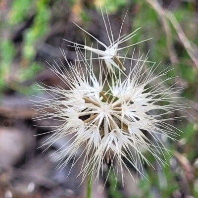 Microseris walteri (Yam Daisy, Murnong) at Gundaroo, NSW - 21 Oct 2023 by trevorpreston