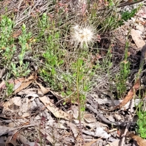 Microseris walteri at Gundaroo, NSW - 21 Oct 2023