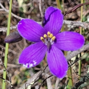 Cheiranthera linearis at Gundaroo, NSW - 21 Oct 2023