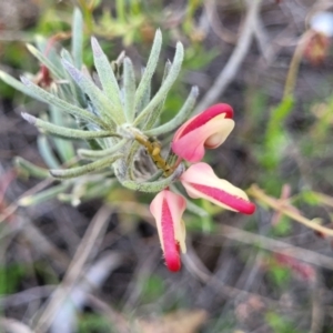 Grevillea lanigera at Gundaroo, NSW - 21 Oct 2023 11:11 AM