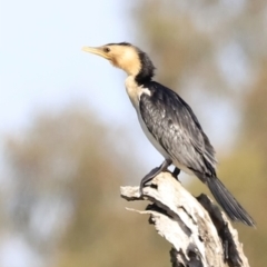 Microcarbo melanoleucos (Little Pied Cormorant) at Aranda Bushland - 20 Oct 2023 by JimL