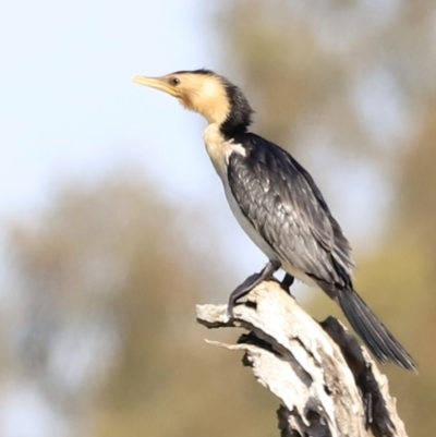 Microcarbo melanoleucos (Little Pied Cormorant) at Aranda Bushland - 21 Oct 2023 by JimL