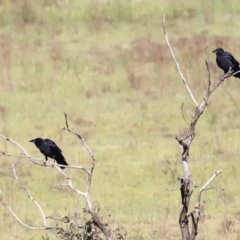 Corvus mellori (Little Raven) at Aranda Bushland - 20 Oct 2023 by JimL