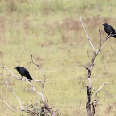 Corvus mellori (Little Raven) at Aranda Bushland - 21 Oct 2023 by JimL