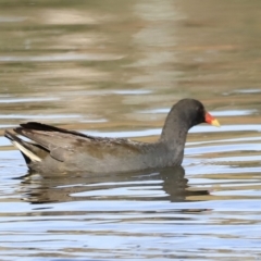 Gallinula tenebrosa (Dusky Moorhen) at Yarralumla, ACT - 21 Oct 2023 by JimL