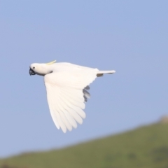 Cacatua galerita (Sulphur-crested Cockatoo) at Aranda Bushland - 21 Oct 2023 by JimL