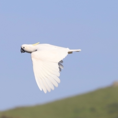 Cacatua galerita (Sulphur-crested Cockatoo) at Belconnen, ACT - 20 Oct 2023 by JimL