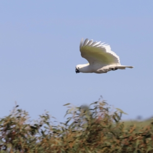 Cacatua galerita at Belconnen, ACT - 21 Oct 2023 08:51 AM