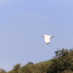 Cacatua galerita at Belconnen, ACT - 21 Oct 2023 08:51 AM