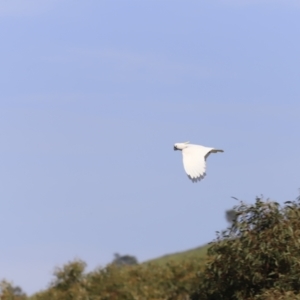 Cacatua galerita at Belconnen, ACT - 21 Oct 2023 08:51 AM