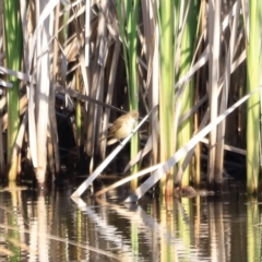 Acrocephalus australis (Australian Reed-Warbler) at Aranda Bushland - 20 Oct 2023 by JimL