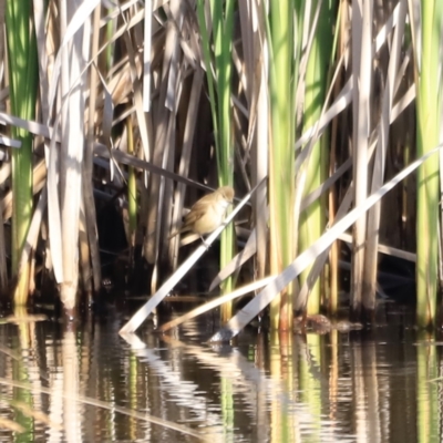 Acrocephalus australis (Australian Reed-Warbler) at Yarralumla, ACT - 20 Oct 2023 by JimL