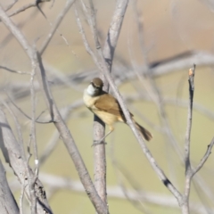 Acrocephalus australis at Yarralumla, ACT - 21 Oct 2023 08:56 AM