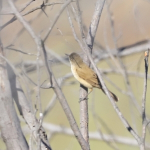 Acrocephalus australis at Yarralumla, ACT - 21 Oct 2023 08:56 AM