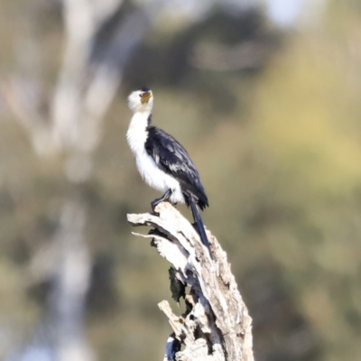 Microcarbo melanoleucos (Little Pied Cormorant) at Belconnen, ACT - 20 Oct 2023 by JimL