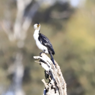 Microcarbo melanoleucos (Little Pied Cormorant) at Aranda Bushland - 21 Oct 2023 by JimL