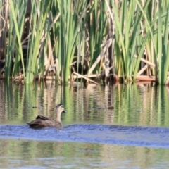 Anas superciliosa (Pacific Black Duck) at Yarralumla, ACT - 21 Oct 2023 by JimL