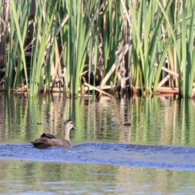 Anas superciliosa (Pacific Black Duck) at Yarralumla, ACT - 20 Oct 2023 by JimL