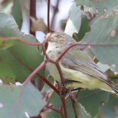 Smicrornis brevirostris (Weebill) at Aranda Bushland - 20 Oct 2023 by JimL