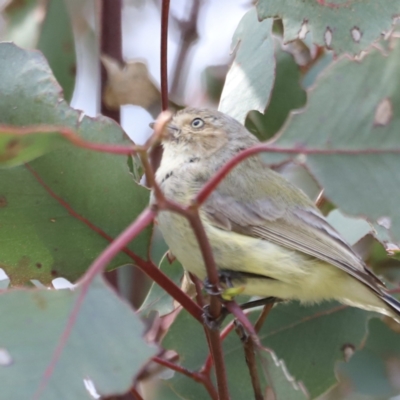 Smicrornis brevirostris (Weebill) at Aranda Bushland - 21 Oct 2023 by JimL