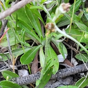 Euchiton japonicus at Gundaroo, NSW - 21 Oct 2023