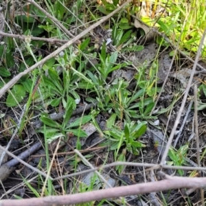 Euchiton japonicus at Gundaroo, NSW - 21 Oct 2023