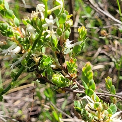 Brachyloma daphnoides (Daphne Heath) at Gundaroo, NSW - 21 Oct 2023 by trevorpreston
