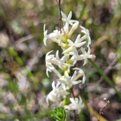 Stackhousia monogyna (Creamy Candles) at Gundaroo, NSW - 21 Oct 2023 by trevorpreston