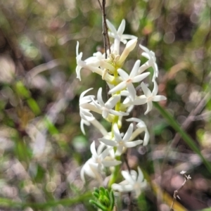 Stackhousia monogyna at Gundaroo, NSW - 21 Oct 2023