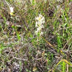 Stackhousia monogyna at Gundaroo, NSW - 21 Oct 2023