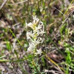 Stackhousia monogyna at Gundaroo, NSW - 21 Oct 2023