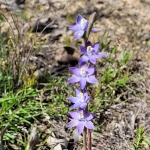 Thelymitra peniculata at Mcleods Creek Res (Gundaroo) - 21 Oct 2023