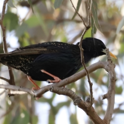 Sturnus vulgaris (Common Starling) at Yarralumla, ACT - 21 Oct 2023 by JimL