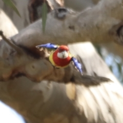 Platycercus eximius (Eastern Rosella) at Yarralumla, ACT - 21 Oct 2023 by JimL