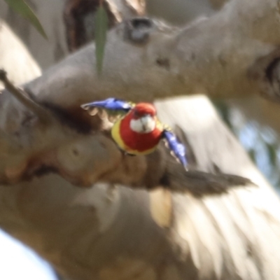 Platycercus eximius (Eastern Rosella) at Aranda Bushland - 21 Oct 2023 by JimL