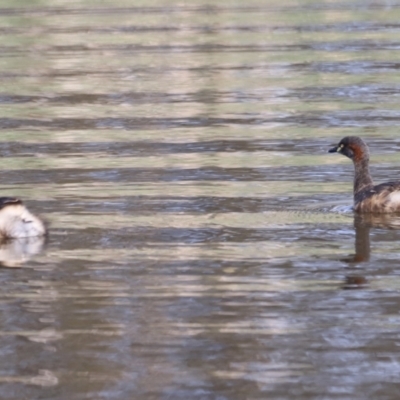 Tachybaptus novaehollandiae (Australasian Grebe) at Yarralumla, ACT - 20 Oct 2023 by JimL