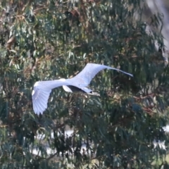 Ardea pacifica (White-necked Heron) at Yarralumla, ACT - 21 Oct 2023 by JimL