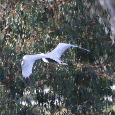 Ardea pacifica (White-necked Heron) at Yarralumla, ACT - 21 Oct 2023 by JimL