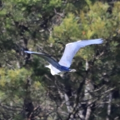 Ardea pacifica at Yarralumla, ACT - 21 Oct 2023 08:42 AM