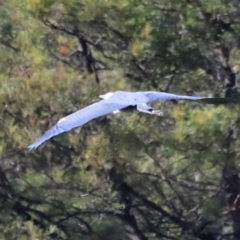 Ardea pacifica at Yarralumla, ACT - 21 Oct 2023 08:42 AM