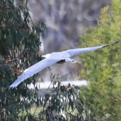 Ardea pacifica at Yarralumla, ACT - 21 Oct 2023 08:42 AM