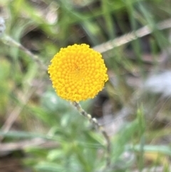 Leptorhynchos squamatus subsp. squamatus (Scaly Buttons) at Aranda Bushland - 20 Oct 2023 by JimL