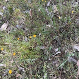 Leptorhynchos squamatus subsp. squamatus at Belconnen, ACT - 21 Oct 2023