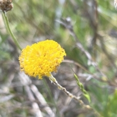 Leptorhynchos squamatus subsp. squamatus at Belconnen, ACT - 21 Oct 2023