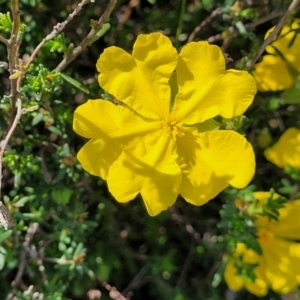 Hibbertia porcata at Gundaroo, NSW - 21 Oct 2023 11:06 AM