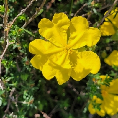 Hibbertia porcata (A Guinea Flower) at Gundaroo, NSW - 21 Oct 2023 by trevorpreston