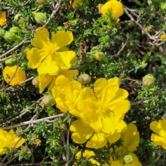 Hibbertia porcata at Gundaroo, NSW - 21 Oct 2023 11:06 AM