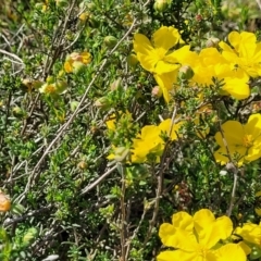 Hibbertia porcata at Gundaroo, NSW - 21 Oct 2023 11:06 AM