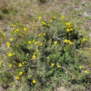 Hibbertia porcata at Gundaroo, NSW - 21 Oct 2023 11:06 AM